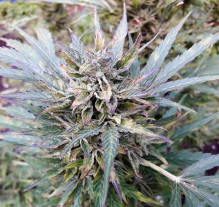 dos-vi-dos-auto-fem-Semyanich__RHUU3ePJs4cGi8p9.jpg dos-vi-dos-auto-fem-Semyanich__RHUU3ePJs4cGi8p9.jpg