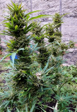 dos-vi-dos-auto-fem-Semyanich__2QFtff1fTlujOtpS.jpg dos-vi-dos-auto-fem-Semyanich__2QFtff1fTlujOtpS.jpg