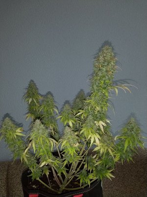 IMG_20220714_110021_884.jpg IMG_20220714_110021_884.jpg