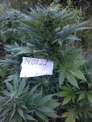 20160522_074643.jpg 20160522_074643.jpg