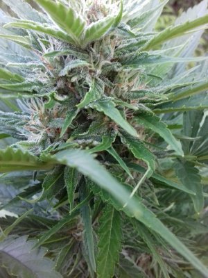 20160522_074714.jpg 20160522_074714.jpg