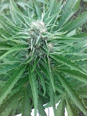 20160522_074752.jpg 20160522_074752.jpg