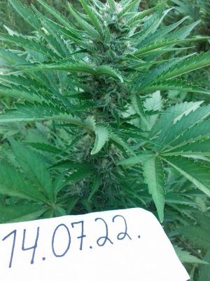 20160522_074812.jpg 20160522_074812.jpg