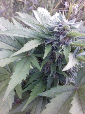 20160522_075125.jpg 20160522_075125.jpg