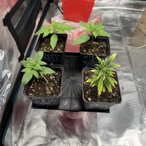 DA75E8BE-0076-40CF-83C4-53252ACE59C8.jpeg DA75E8BE-0076-40CF-83C4-53252ACE59C8.jpeg