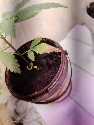 IMG20220723193300.jpg IMG20220723193300.jpg