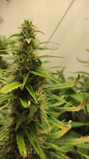 IMG_20220726_200957 — копия.jpg