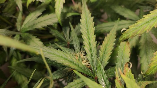 IMG_20220726_201349 — копия.jpg