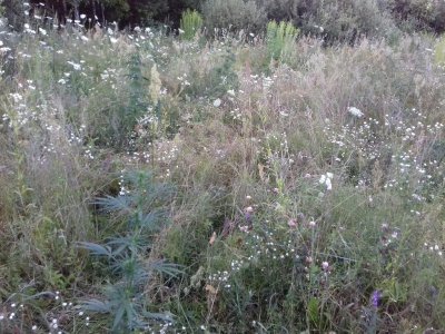 20160605_062735.jpg 20160605_062735.jpg