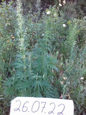 20160605_065440.jpg 20160605_065440.jpg