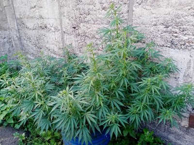 бочк.jpg бочк.jpg