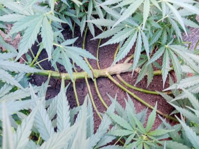 бочка-.jpg бочка-.jpg