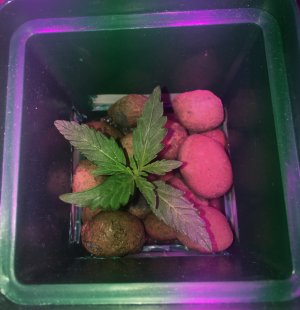 31 (2).JPG 31 (2).JPG