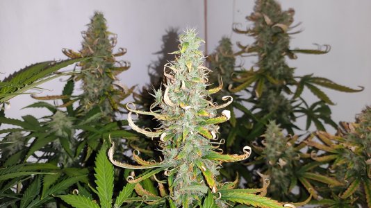 IMG_20220803_002404 — копия.jpg