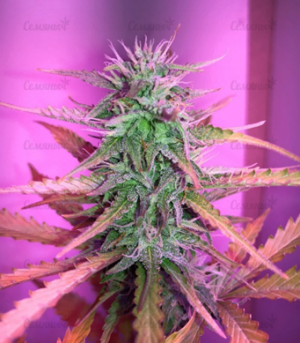 1659536300398.png 1659536300398.png