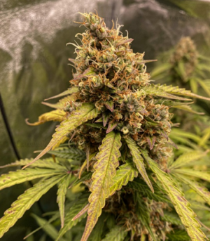 1659536900595.png 1659536900595.png