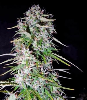 1659538539463.png 1659538539463.png