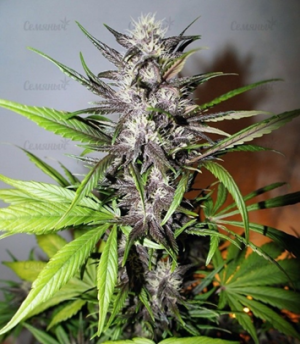 1659550222178.png 1659550222178.png