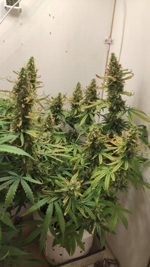 IMG_20220804_071141 caramel.jpg