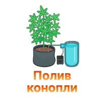 28-Poliv konopli-100.jpg