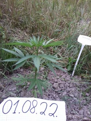 20160609_055841.jpg 20160609_055841.jpg