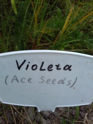 20160609_060100.jpg 20160609_060100.jpg