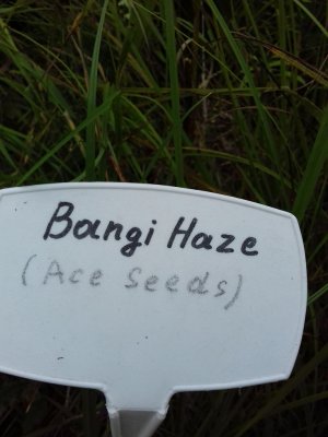 20160609_060410.jpg 20160609_060410.jpg