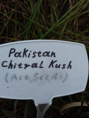 20160609_060705.jpg 20160609_060705.jpg