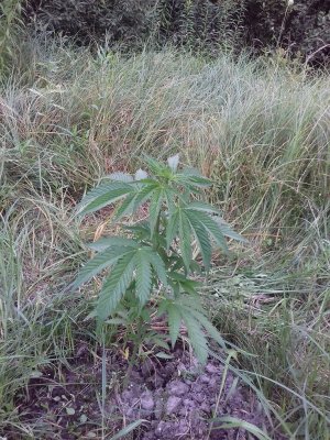 20160609_061305.jpg 20160609_061305.jpg