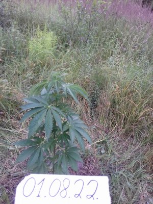 20160609_061404.jpg 20160609_061404.jpg