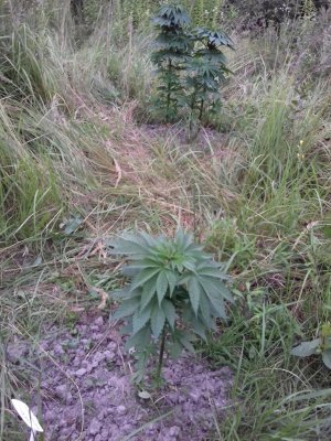 20160609_061513.jpg 20160609_061513.jpg