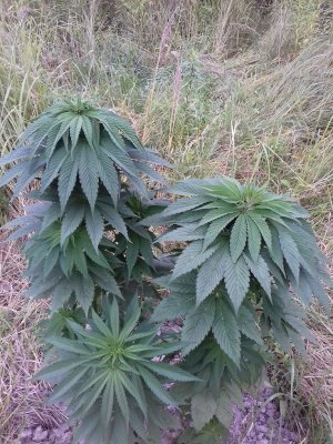 20160609_061529.jpg 20160609_061529.jpg