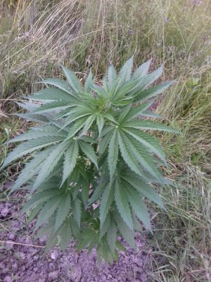 20160609_061715.jpg 20160609_061715.jpg