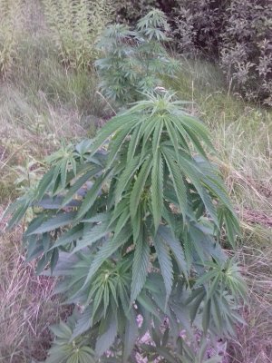 20160609_062004.jpg 20160609_062004.jpg