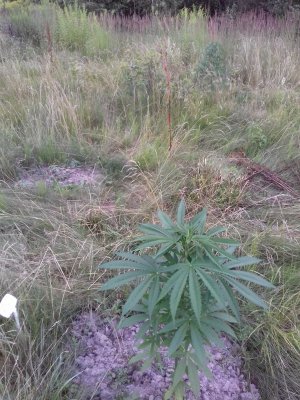 20160609_062111.jpg 20160609_062111.jpg