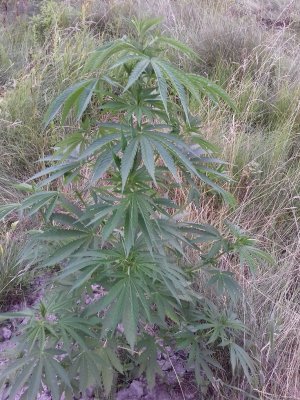 20160609_062144.jpg 20160609_062144.jpg