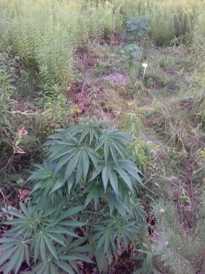 20160609_062527.jpg 20160609_062527.jpg