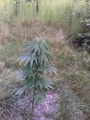 20160609_062718.jpg 20160609_062718.jpg