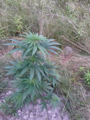 20160609_071357.jpg 20160609_071357.jpg