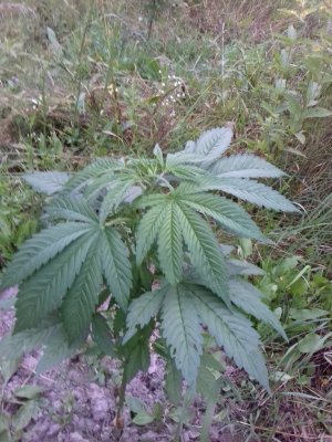 20160609_071519.jpg 20160609_071519.jpg