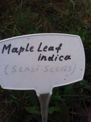 20160609_071757.jpg 20160609_071757.jpg