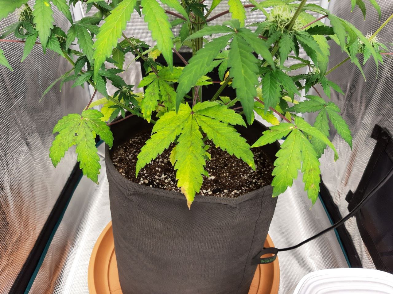 Желтые листья.jpg