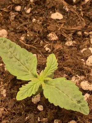 424B48E5-D851-4B01-9372-7276E7858C9A.jpeg 424B48E5-D851-4B01-9372-7276E7858C9A.jpeg