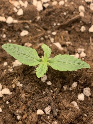 AA2FFBDF-7299-414B-ABF3-2F97E3C93AC6.jpeg AA2FFBDF-7299-414B-ABF3-2F97E3C93AC6.jpeg