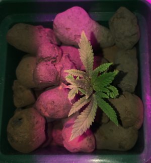 IMG_6958.JPG IMG_6958.JPG