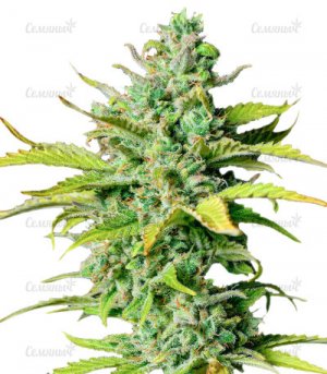 sort-Smoothie-Auto.jpg sort-Smoothie-Auto.jpg