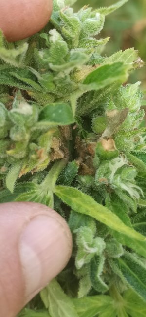 Screenshot_2022-08-09-20-15-48-749_com.miui.gallery.jpg Screenshot_2022-08-09-20-15-48-749_com.miui.gallery.jpg