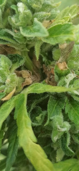 Screenshot_2022-08-09-20-15-35-550_com.miui.gallery.jpg Screenshot_2022-08-09-20-15-35-550_com.miui.gallery.jpg