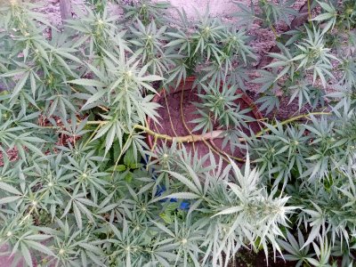 боча.jpg боча.jpg