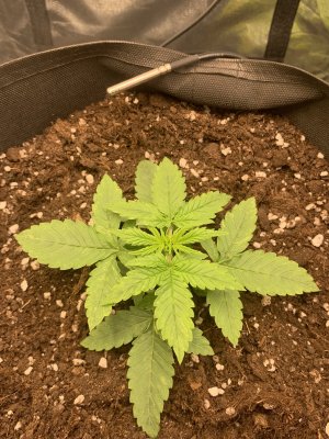 771A2F4E-791D-4E4C-85E4-C1987AF4E0E3.jpeg 771A2F4E-791D-4E4C-85E4-C1987AF4E0E3.jpeg